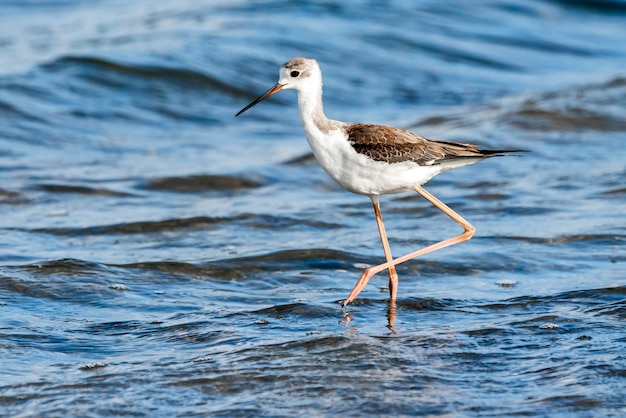 Junger schwarzflügeliger Stelzenläufer im Naturpark Albufera von Valencia