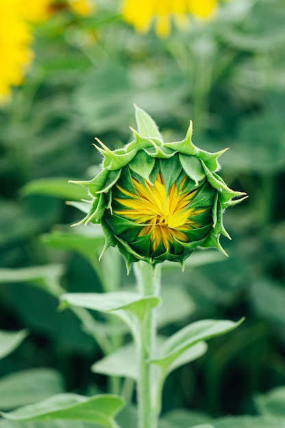 junger Sonnenblumenspross, der noch nicht geblüht hat, Anbau von landwirtschaftlichen Nutzpflanzen, Wachstum