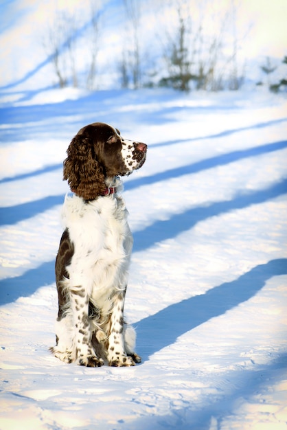 Junger Springer Spaniel im Winterwald