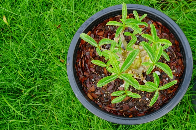 Junger Sprössling von Adenium im Kreisschwarztopf auf frischem Hintergrund des grünen Grases.