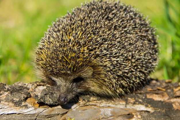 Junger stacheliger Igel auf dem Baumstamm