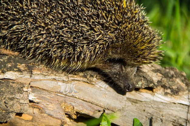 Junger stacheliger Igel auf dem Baumstamm