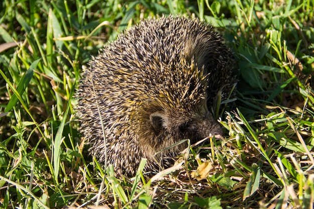 Foto junger stacheliger igel im grünen gras