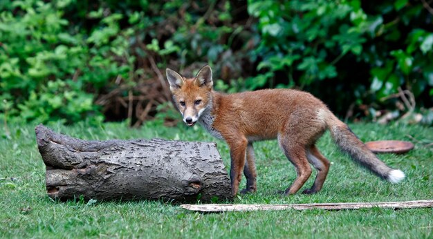 Junger Stadtfuchs geht auf Erkundungstour