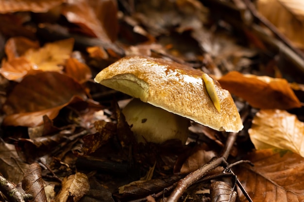 Junger Steinpilz nach Regen im Herbst im Wald