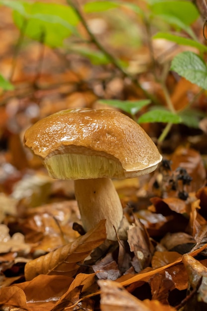 Junger Steinpilz nach Regen im Herbst im Wald