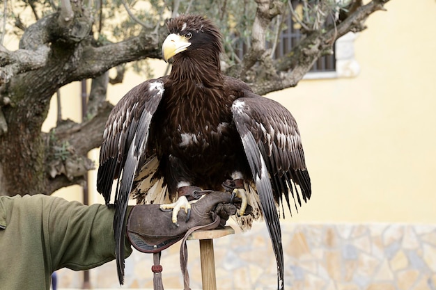 Junger Steller-Seeadler (Haliaeetus pelagicus) in den Händen eines Falkners