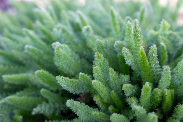 Junger Strauch der Schafgarbe Achillea millefolium Heilpflanze