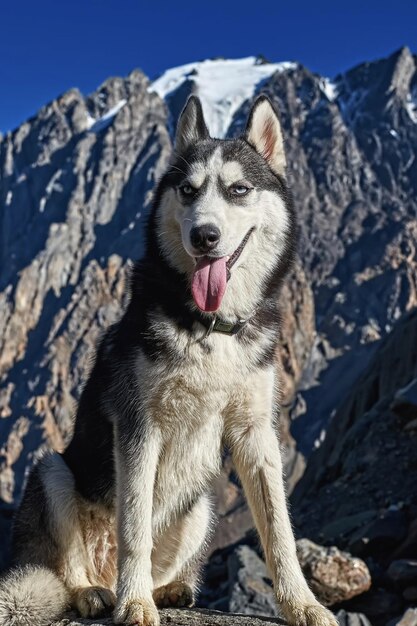 Junger süßer Husky-Hund in den Bergen