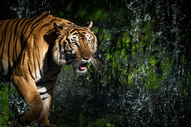 Junger Tiger kriecht in der Natur nach wildem Beutetier