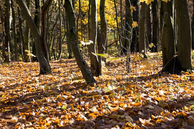 Junger Wald mit Laubbäumen in der Herbstsaison, eine Landschaft der schönen realen Natur