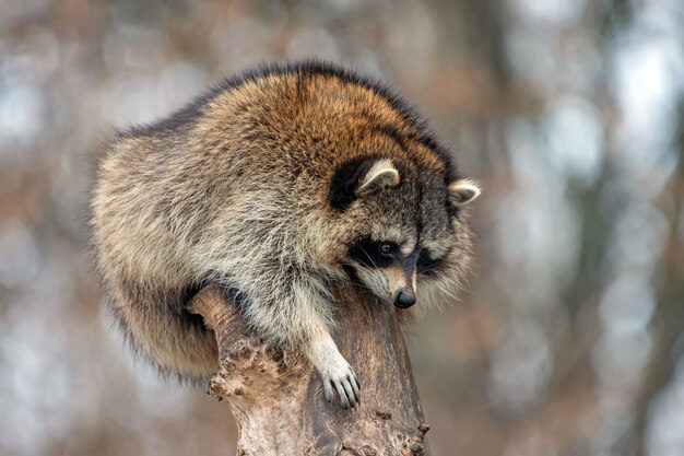 Junger Waschbär auf einem Spitzenbaum