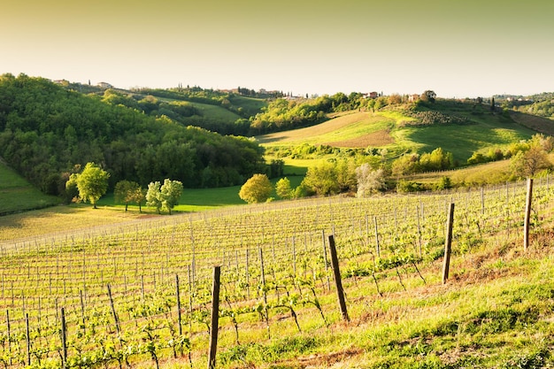 Junger Weinberg im Frühjahr. Schöne Landschaft der Toskana, Italien