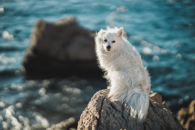 Junger weißer Spitz sitzt und genießt den sonnigen Tag auf einem großen Felsen in der Nähe des Meeres.