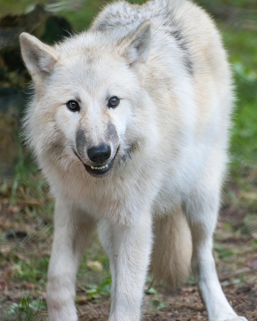 Junger weißer Wolf aus dem Wolfspark Werner Freund