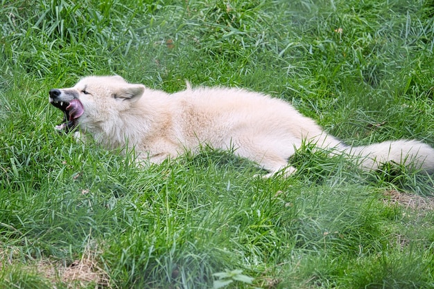 Junger weißer Wolf aus dem Wolfspark Werner Freund