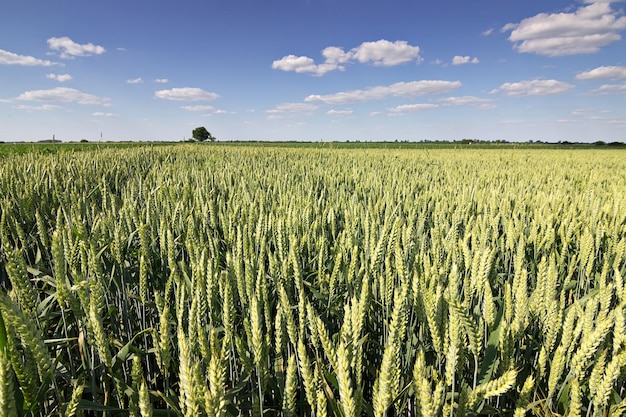 Junger Weizen, Grüne Weizenkeimlinge wachsen in einem Feld