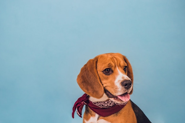 Junger Welpe, Beagle-Hund, blauer Hintergrund, Hals roter Schal am Hals.