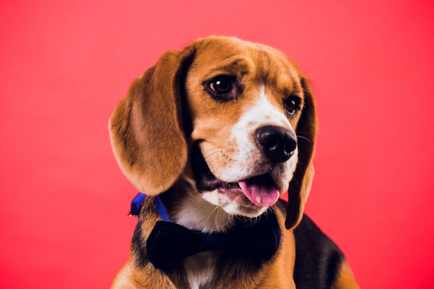 Junger Welpe, Beagle-Hund, lokalisiert auf rotem Hintergrund.