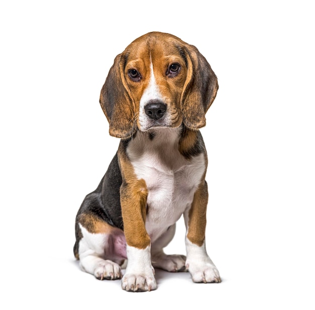 Junger Welpe drei Monate alter Beagle-Hund sitzt isoliert