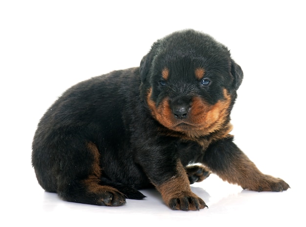 junger Welpe Rottweiler