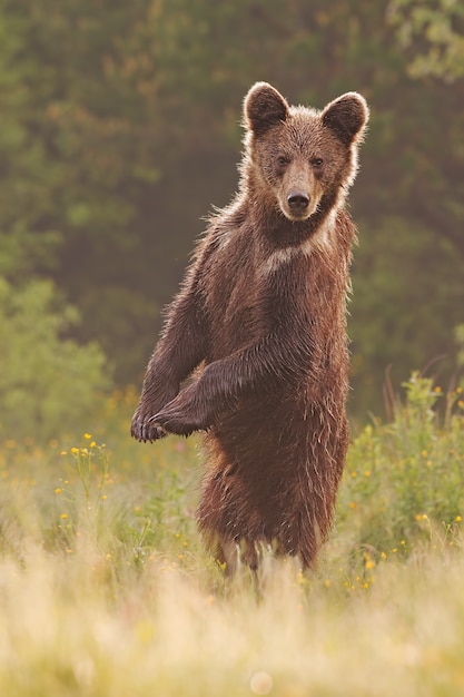 Junger wilder neugieriger Braunbär, der in aufrechter Position steht