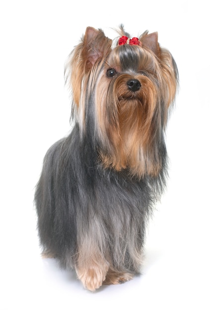 junger Yorkshire-Terrier