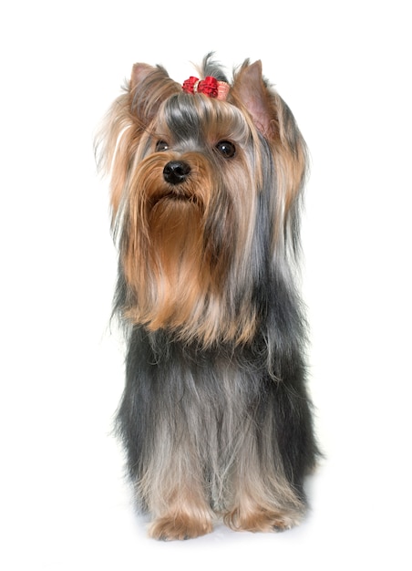 junger Yorkshire-Terrier