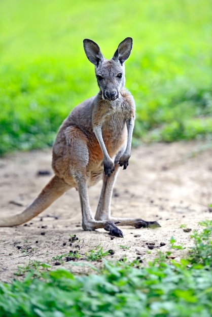 Junges australisches Känguru auf einem grünen Gras
