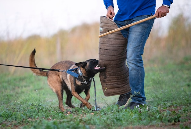 Junges belgisches Hirtentraining in der Natur im Sommer