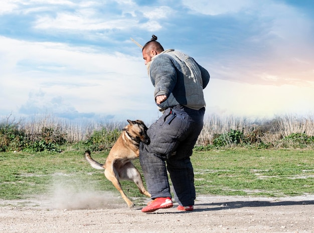 Junges belgisches Schäfertraining in der Natur für Sicherheit