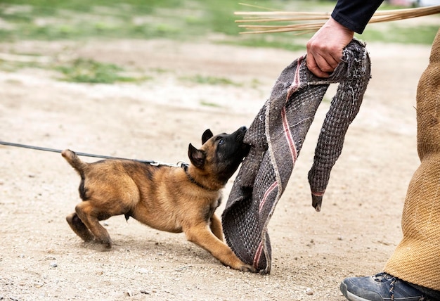 Junges belgisches Schäfertraining in der Natur für Sicherheit