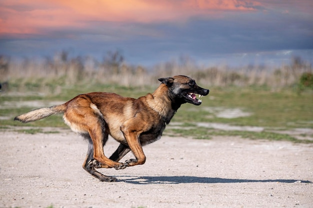 Junges belgisches Schäfertraining in der Natur für Sicherheit