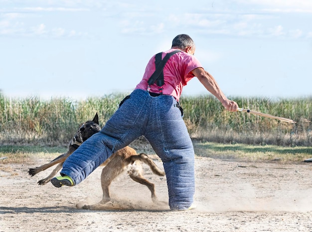 Junges belgisches Schäfertraining in der Natur für Sicherheit