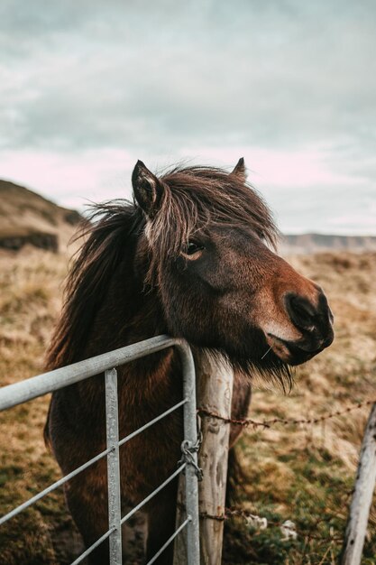 Junges braunes Islandpferd in liebevoller Haltung hinter einem Zaun