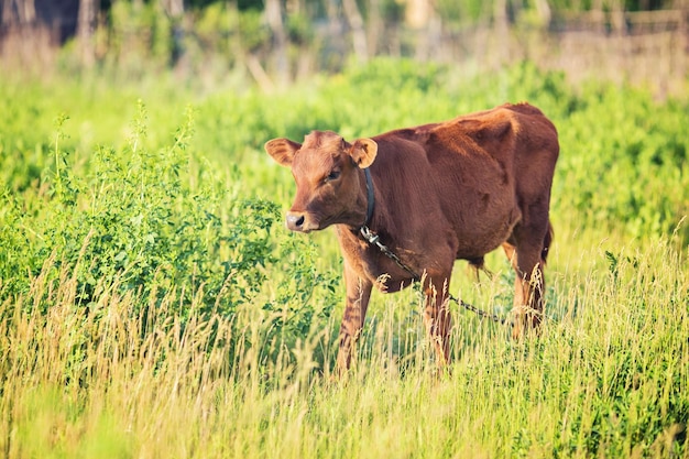 Junges Bullenkalb weidet auf dem Feld