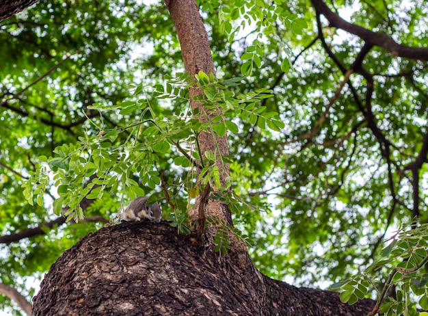Junges Eichhörnchen auf dem Baum mit grünem Blatt. Schließen Sie oben vom Streifenhörnchen auf dem Niederlassungsbaum.