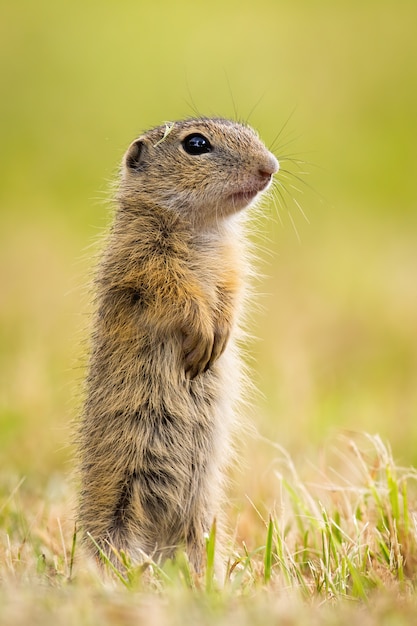 Junges europäisches Grundeichhörnchen, das auf Hinterbeinen steht und auf Wiese beobachtet