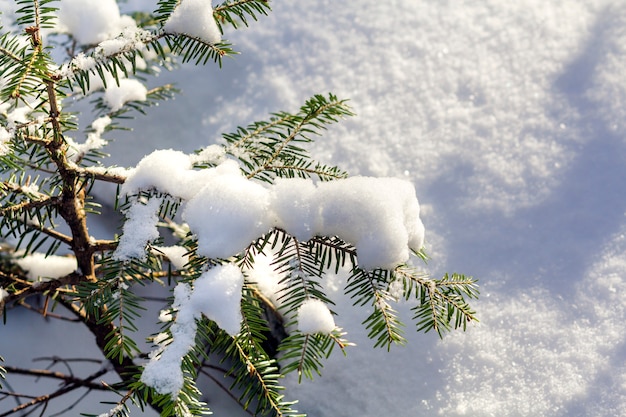 Junges Grün, das durch helle Sonnentannenzweige beleuchtet wird, bedeckt mit tiefem frischem sauberem Schnee auf verschwommenem weißem Blau kopieren Raumhintergrund im Freien