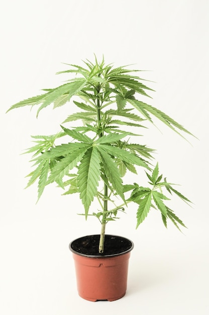 Junges grünes Blatt Cannabis Indica Pflanze Marihuana