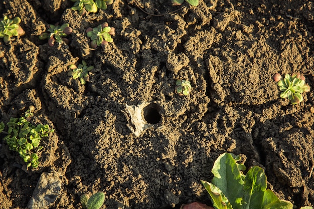 Junges grünes Gras wächst auf dem offenen Feld im Garten