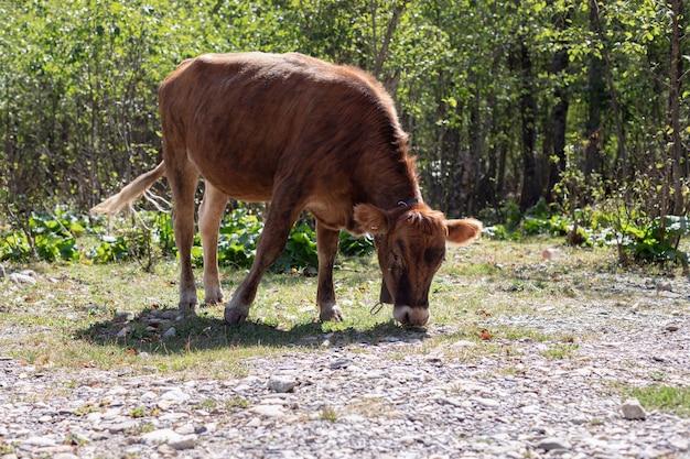 Junges Kalb, das auf der Wiese weidet