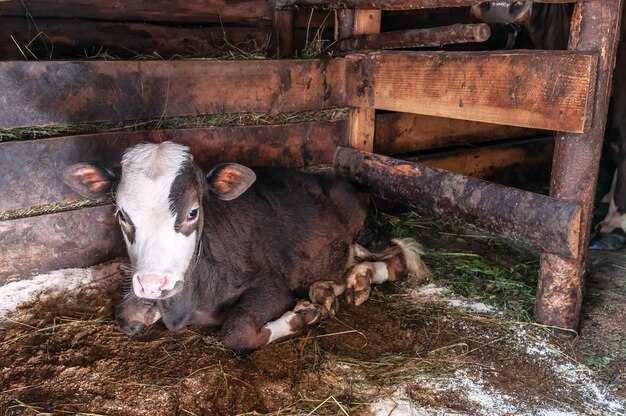 Junges Kalb im Stall