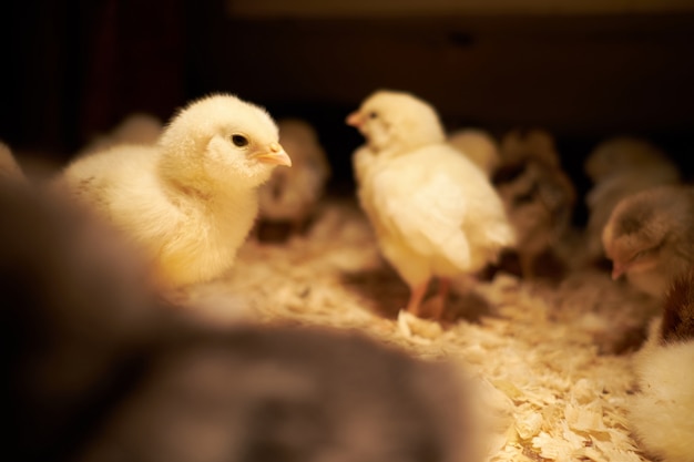 Junges kleines gelbes Huhn im Inkubator