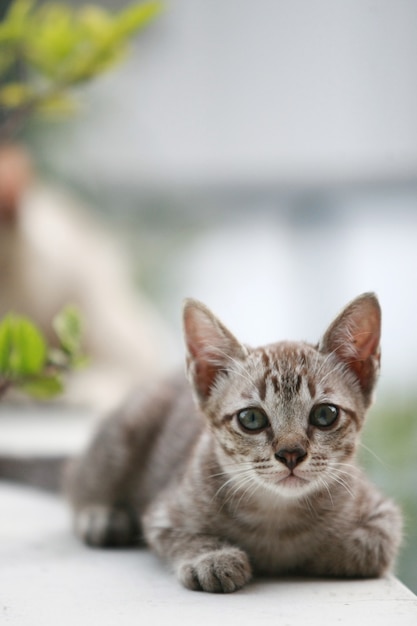 Junges kleines graues Katzenporträt, draußen