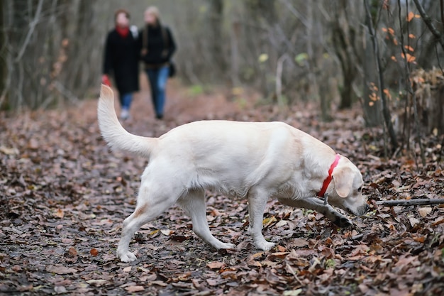 Junges Mädchen bei einem Spaziergang im Herbst