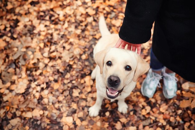 Junges Mädchen bei einem Spaziergang im Herbstgarten