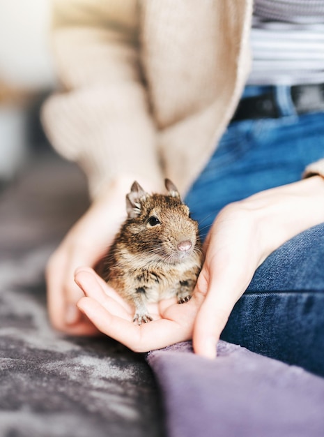 Junges Mädchen, das mit kleinem Tierdegu-Eichhörnchen spielt