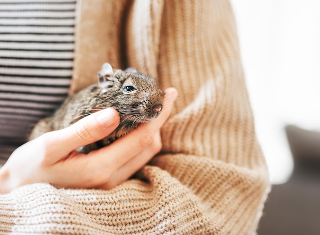 Junges Mädchen, das mit kleinem Tierdegu-Eichhörnchen spielt