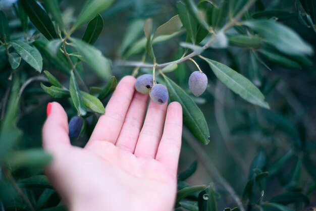 Foto junges mädchen hält in ihren händen einen zweig mit saftigen reifen schwarzen oliven bei sonnenuntergang. eine frau ist in der landwirtschaft und im garten tätig und entwickelt während der ernte eine plantage mit olivenbäumen. nahaufnahme